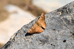 Riodinidae
