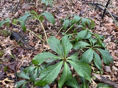 Helleborus orientalis
