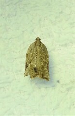 Meritastis piperata
