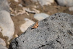 Riodinidae