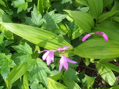 Bletilla striata