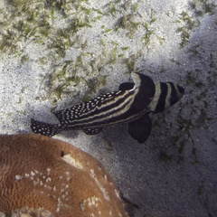 Eques punctatus