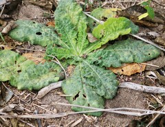 Nicotiana repanda