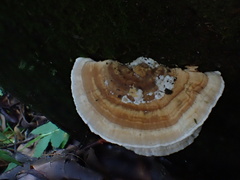 Trametes modesta