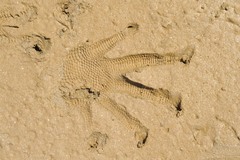 Cyclura nubila