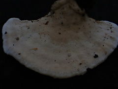 Trametes modesta