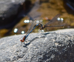 Argia oenea