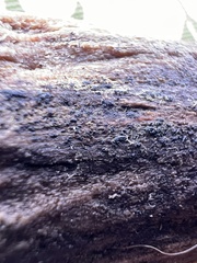 Psiloglonium stygium