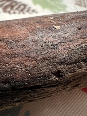 Psiloglonium stygium