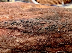 Psiloglonium stygium