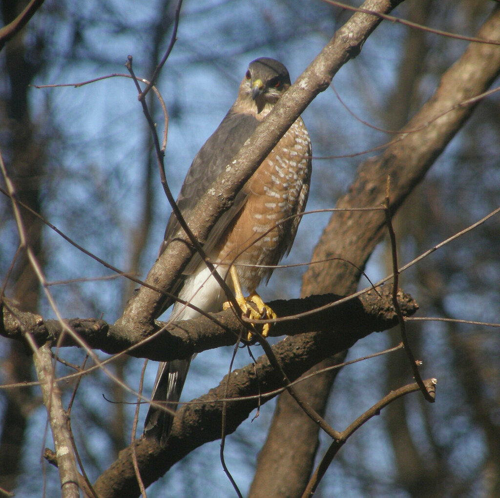 Sharp Shinned Hawk From Walton County Ga Usa On January By