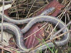 Thamnophis sirtalis concinnus