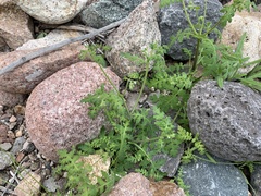 Eucrypta chrysanthemifolia