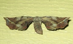 Parepisparis multicolora