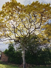 Handroanthus serratifolius