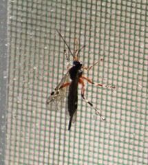 Itoplectis