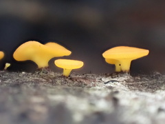 Dicephalospora rufocornea