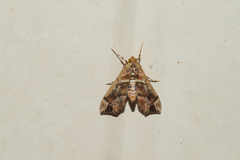 Sathria internitalis