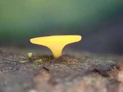 Dicephalospora rufocornea