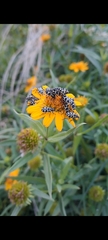 Astylus atromaculatus