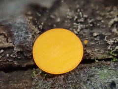 Dicephalospora rufocornea