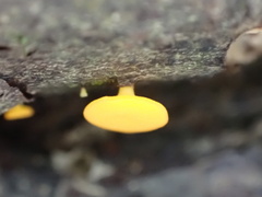 Dicephalospora rufocornea