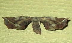 Parepisparis multicolora