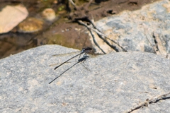 Argia tezpi