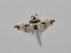Neoleucinodes elegantalis
