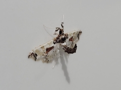 Neoleucinodes elegantalis