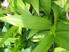 Bletilla striata