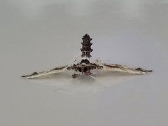 Neoleucinodes elegantalis