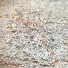 Paranectria oropensis