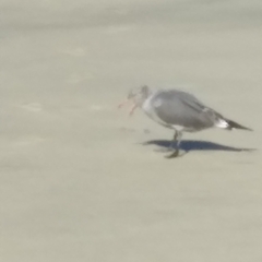 Larus heermanni