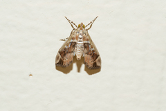 Sathria internitalis