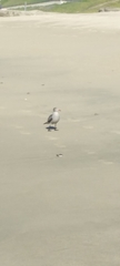 Larus heermanni