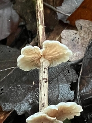 Crepidotus variabilis