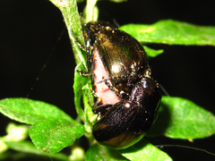 Chrysolina aurichalcea