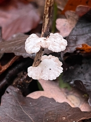 Crepidotus variabilis