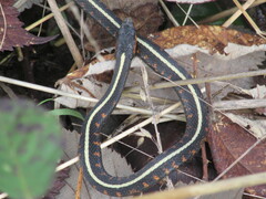 Thamnophis sirtalis concinnus