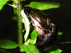Chrysolina aurichalcea