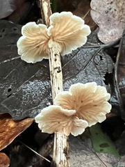 Crepidotus variabilis