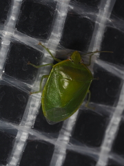 Glaucias amyoti
