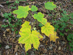 Alangium platanifolium