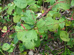 Persicaria filiformis