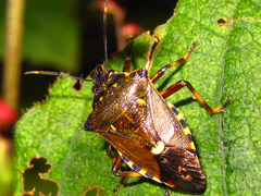 Pinthaeus sanguinipes