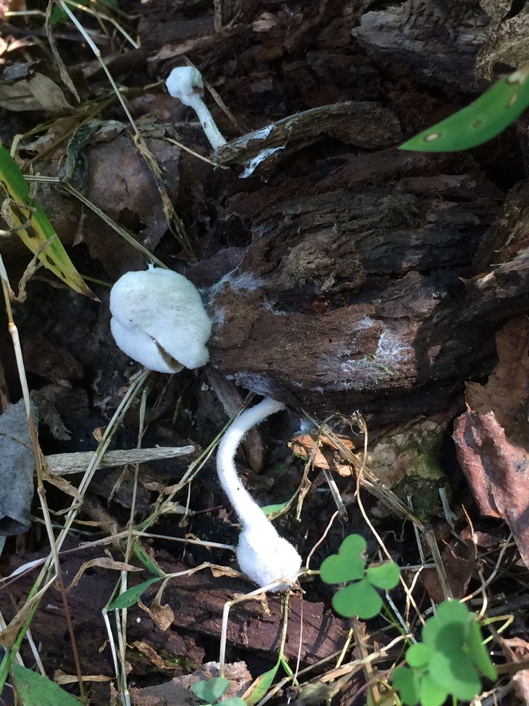 Hypomyces chlorinigenus from Brown County State Park, Nashville, IN, US ...