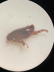 Siphonaptera