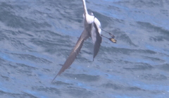 Pelagodroma marina
