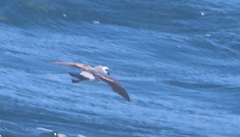 Pelagodroma marina